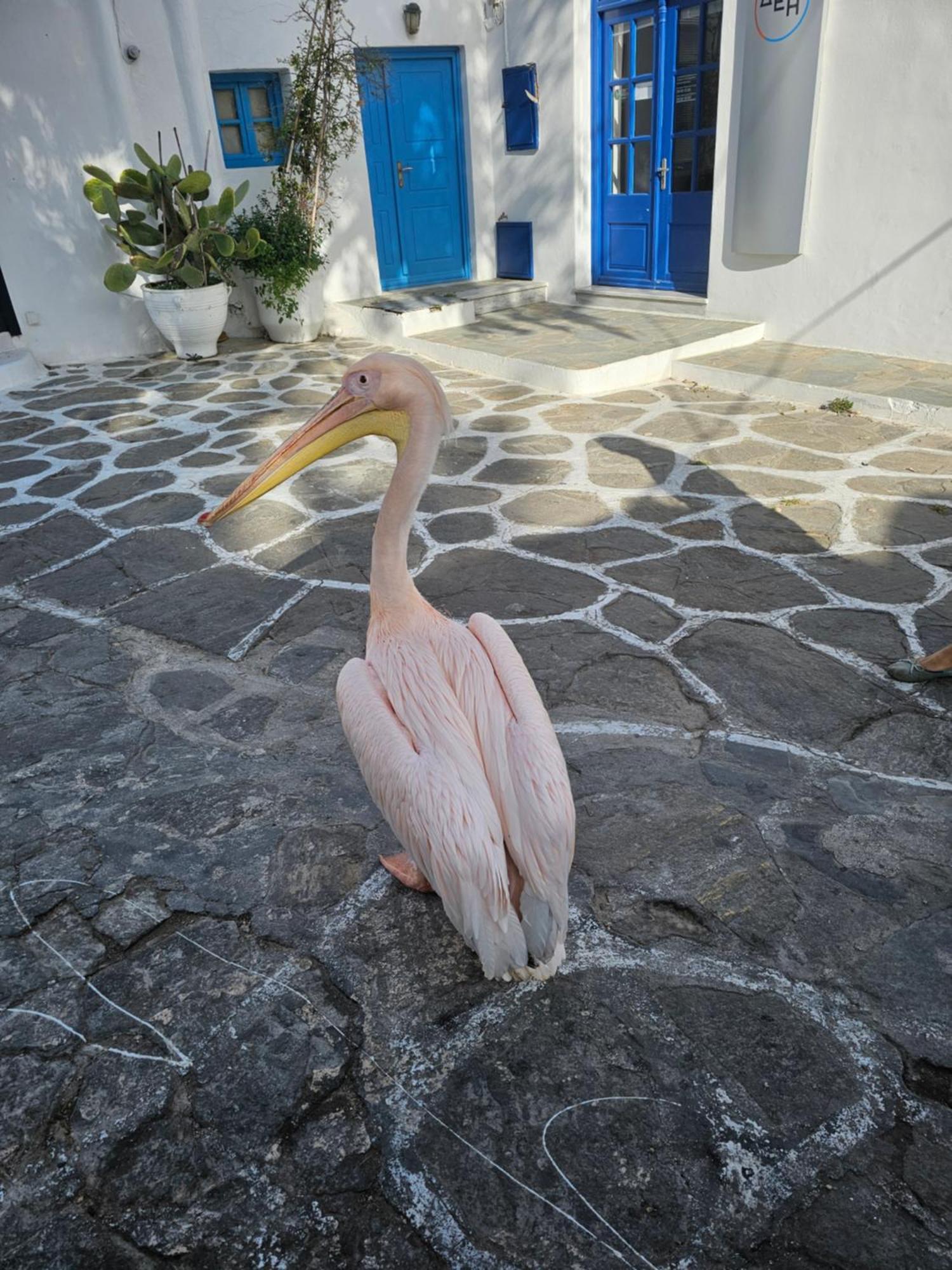 Lalaland Apartment Mykonos Town Exterior photo